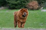 CHOW CHOW 756